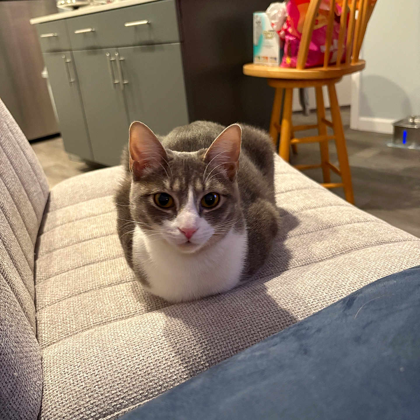 Petunia joined the competition — help win amazing prizes! cat, gray_cat, white_cat, pet, indoor, couch, furniture, kitchen, chair, bag, floor, appliance, cabinet, table, curious, animal, domestic, relaxed, home, loaf_position