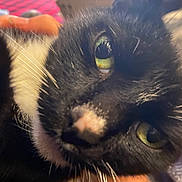 Spot joined the competition — help win amazing prizes! animal, black_cat, blanket, cat, close_up, cozy, cute, eyes, face, feline, fur, green_eyes, home, indoor, macro, nose, pet, portrait, staring, whiskers
