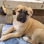Leyla joined the competition — help win amazing prizes! puppy, dog, tan_coat, black_face, denim_blanket, wooden_bench, wooden_floor, pet, cute, animal, young_dog, looking_up, indoor, resting, fur, ears, eyes, snout, paw, companion