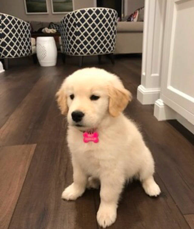 Harley joined the competition — help win amazing prizes! canidae, carnivore, companion_dog, dog, dog_breed, fawn, golden_retriever, kuvasz, labradoodle, labrador_retriever, mammal, maremma_sheepdog, nose, puppy, puppy_love, rare_breed_dog, retriever, skin, sporting_group, vertebrate