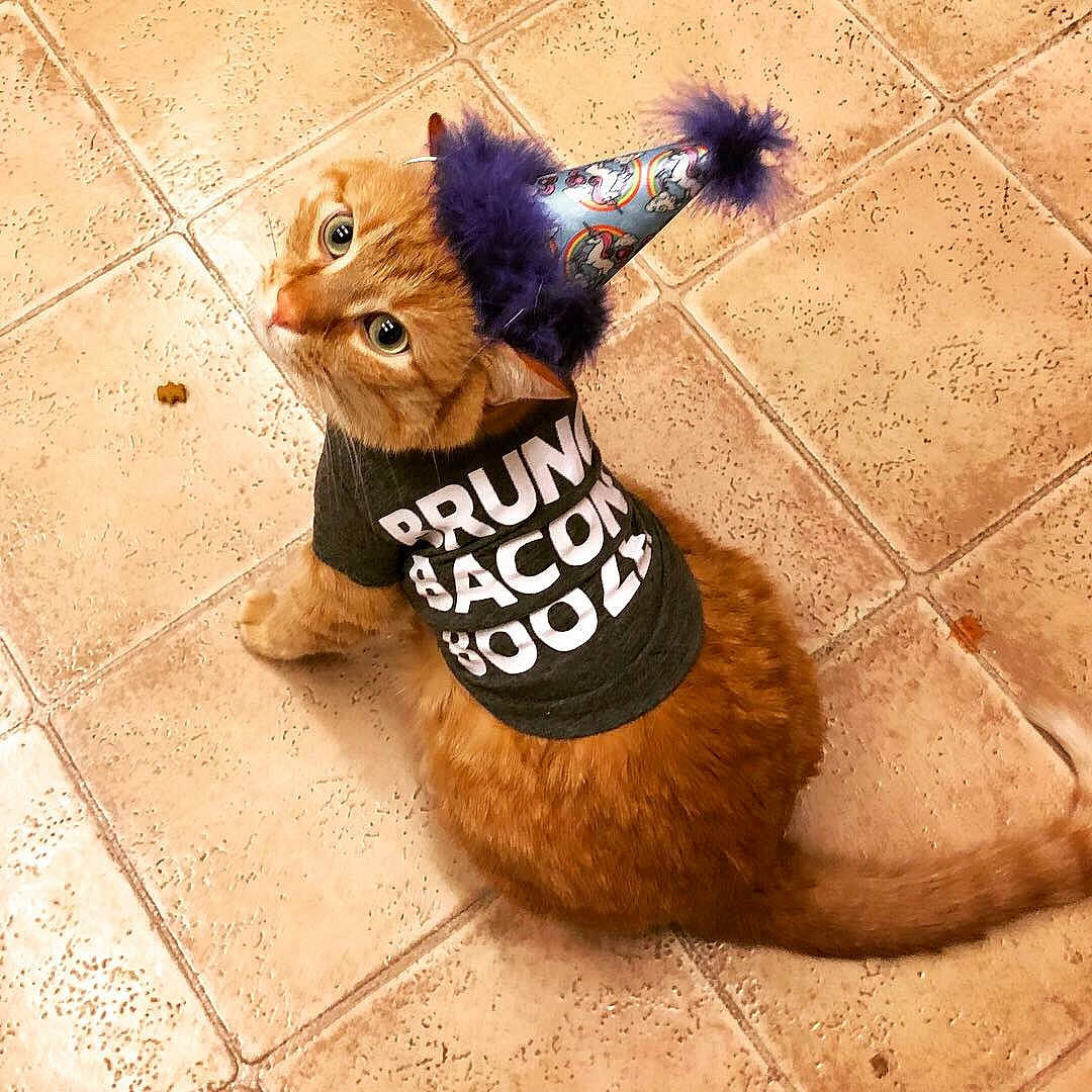 Calcifer is registered to the contest to win money with this photo: carnivore, cat, dog_clothes, felidae, flooring, fur, illustration, small_to_medium_sized_cats, tail, whiskers