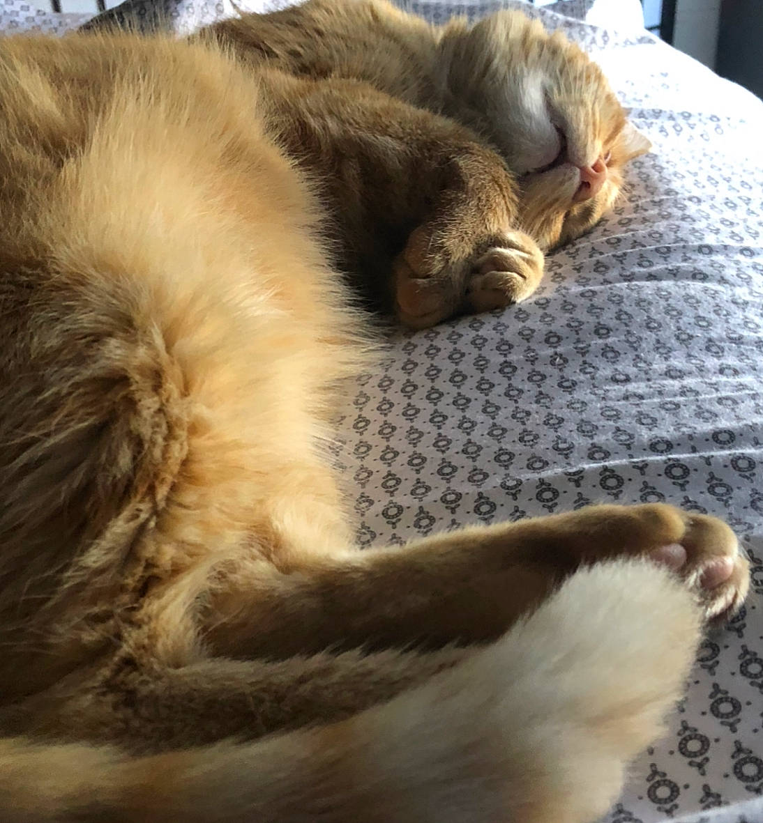 Calcifer joined the competition — help win amazing prizes! carnivore, cat, claw, comfort, fawn, felidae, fur, nap, paw, sleep, small_to_medium_sized_cats, tail, whiskers