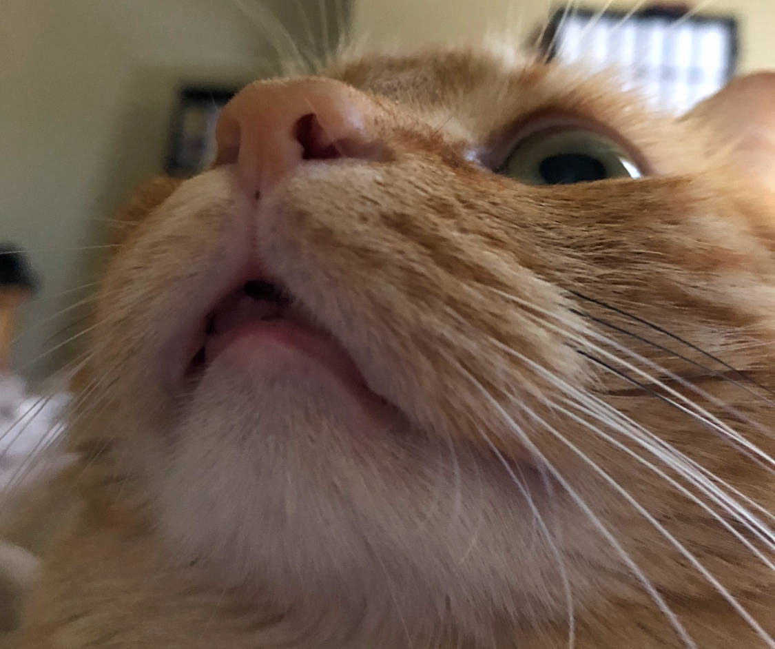 Calcifer is registered to the contest to win money with this photo: carnivore, cat, close_up, domestic_long_haired_cat, ear, eye, fawn, felidae, fur, mammal, mouth, munchkin, nose, photography, small_to_medium_sized_cats, snout, whiskers