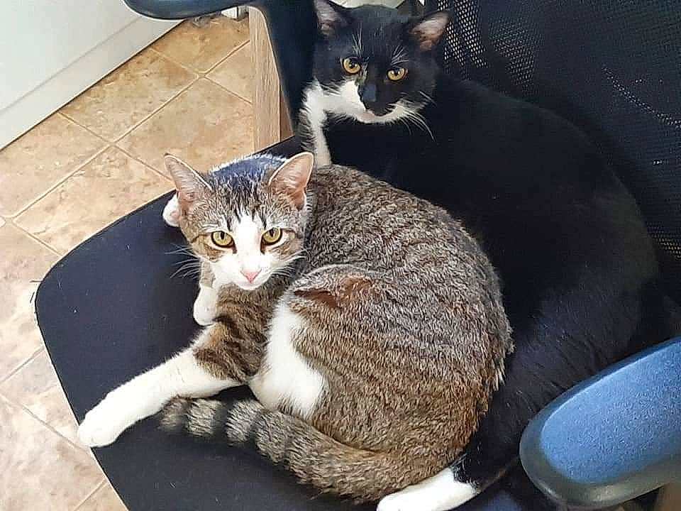 Zelda joined the competition — help win amazing prizes! box, carnivore, cat, cat_supply, chair, comfort, domestic_short_haired_cat, felidae, flooring, fur, grey, paw, pet_supply, photo_caption, sitting, small_to_medium_sized_cats, snout, tail, whiskers