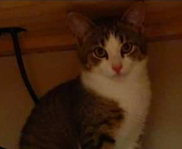 Zelda is registered to the contest to win money with this photo: carnivore, cat, domestic_short_haired_cat, felidae, fur, paw, sitting, small_to_medium_sized_cats, snout, tail, terrestrial_animal, whiskers