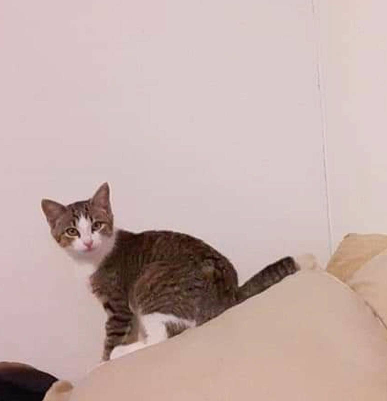 Zelda is registered to the contest to win money with this photo: carnivore, cat, comfort, domestic_short_haired_cat, felidae, fur, grey, hardwood, linens, paw, room, sitting, small_to_medium_sized_cats, tail, terrestrial_animal, whiskers, window, wood