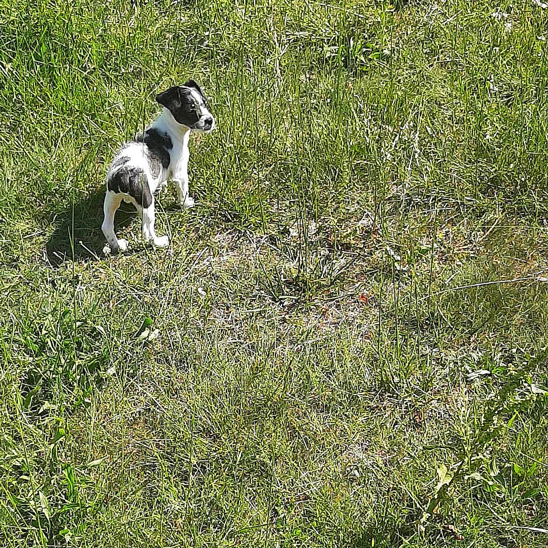 Jean-luc is registered to the contest to win money with this photo: carnivore, companion_dog, dog, dog_breed, field, grass, grassland, groundcover, herbaceous_plant, lawn, meadow, natural_landscape, pasture, people_in_nature, plant, prairie, shrub, sporting_group, terrestrial_animal, working_animal