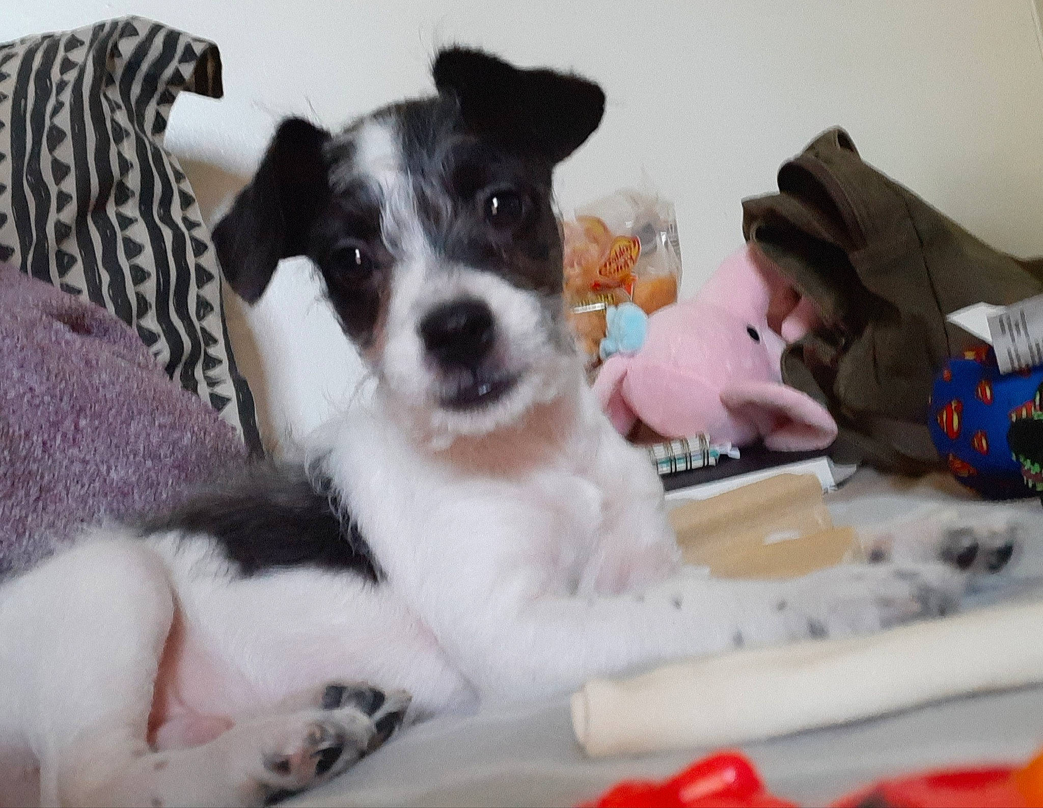 Jean-luc joined the competition — help win amazing prizes! canidae, carnivore, comfort, companion_dog, dog, dog_breed, fur, linens, non_sporting_group, paw, snout, sporting_group, terrier, toy, whiskers, working_animal