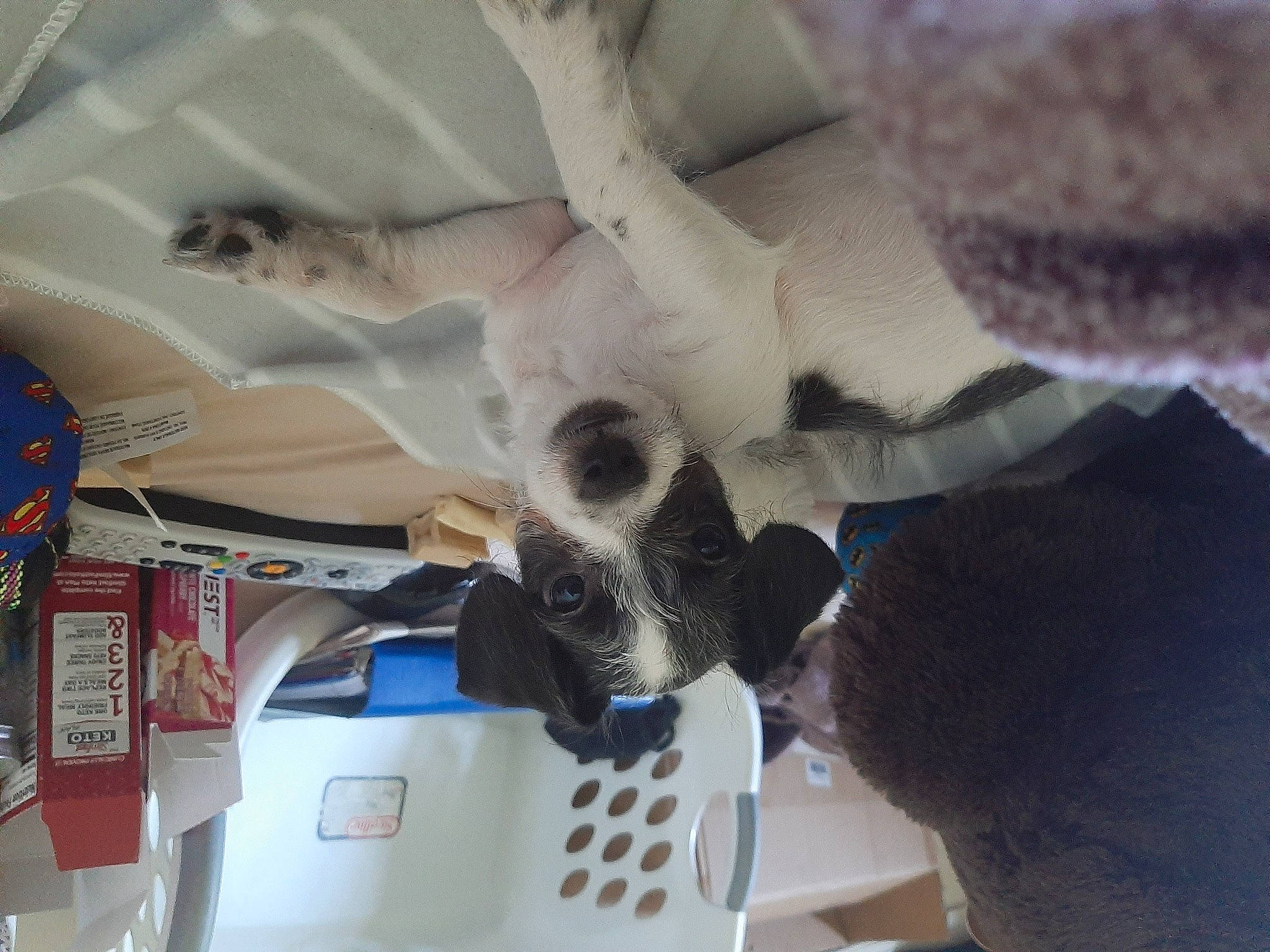 Jean-luc is registered to the contest to win money with this photo: canidae, carnivore, comfort, companion_dog, dog_breed, domestic_short_haired_cat, fawn, felidae, fur, linens, machine, paw, plush, room, small_to_medium_sized_cats, sporting_group, stuffed_toy, tail, whiskers, wing