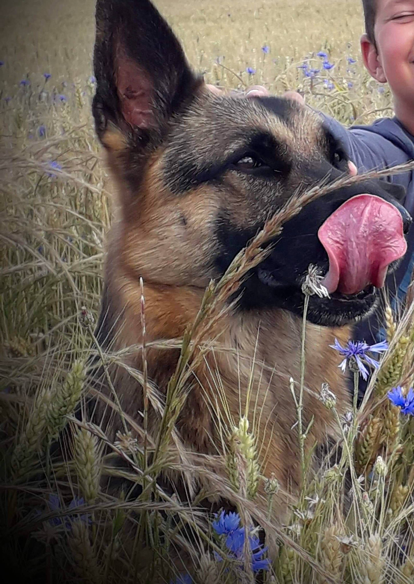 Malou participe au concours pour gagner de l'argent avec cette photo : canidae, carnivore, dog, dog_breed, ear, fawn, german_shepherd_dog, grass, mammal, snout, vertebrate