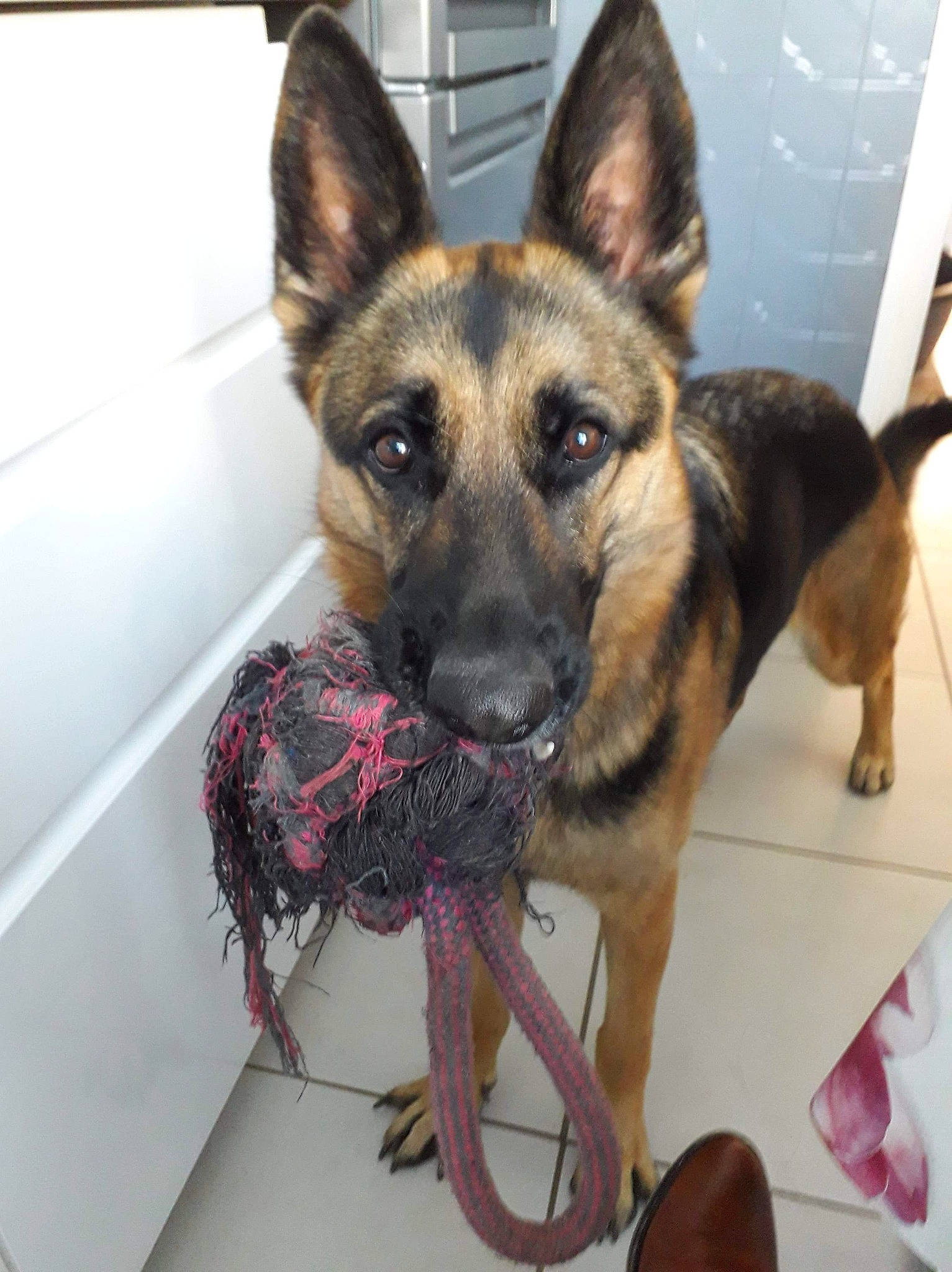 Malou a rejoint le concours — aidez-le/la à gagner de superbes lots ! belgian_shepherd, belgian_shepherd_malinois, canidae, carnivore, dog, dog_breed, ear, east_european_shepherd, fawn, german_shepherd_dog, king_shepherd, kunming_wolfdog, mammal, old_german_shepherd_dog, rare_breed_dog, shiloh_shepherd_dog, snout, vertebrate, working_dog