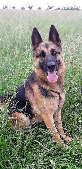 Malou a rejoint le concours — aidez-le/la à gagner de superbes lots ! belgian_shepherd_malinois, bohemian_shepherd, canidae, carnivore, dog, dog_breed, east_european_shepherd, fawn, german_shepherd_dog, king_shepherd, kunming_wolfdog, mammal, old_german_shepherd_dog, police_dog, rare_breed_dog, shiloh_shepherd_dog, tervuren, vertebrate, wolfdog, working_dog