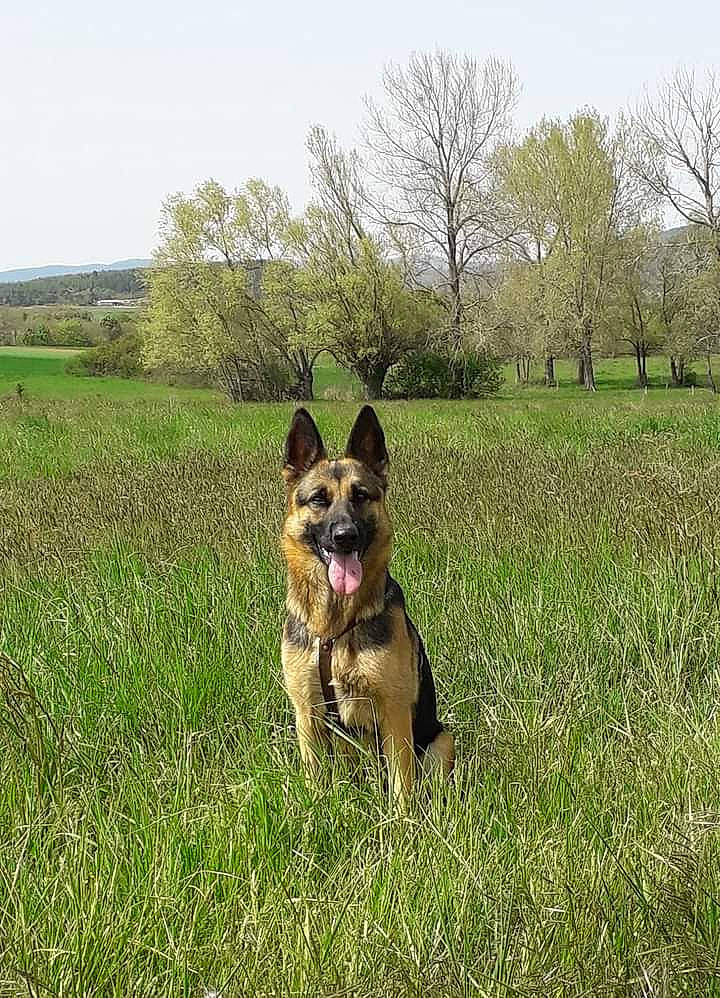 Malou a rejoint le concours — aidez-le/la à gagner de superbes lots ! belgian_shepherd_malinois, canidae, carnivore, dog, dog_breed, east_european_shepherd, german_shepherd_dog, grass, grassland, herding_dog, king_shepherd, kunming_wolfdog, mammal, meadow, old_german_shepherd_dog, plant, police_dog, shiloh_shepherd_dog, vertebrate, working_dog