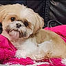 dog, small_dog, fluffy, brown_and_white, pet, cute, indoors, blanket, pink_blanket, leather_couch, resting, fur, animal, companion, cute_pet, looking_at_camera, cozy, domestic_animal, portrait, relaxed
