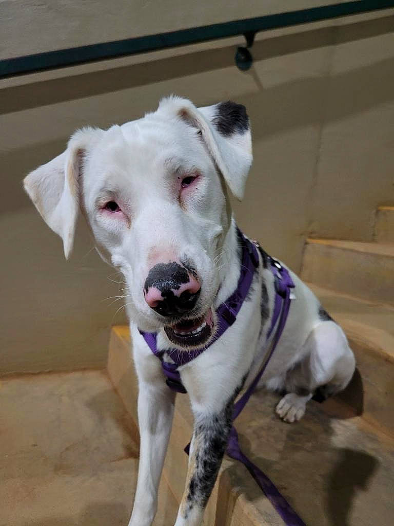 Iris is registered to the contest to win money with this photo: canidae, carnivore, collar, companion_dog, dog, dog_breed, dog_collar, dog_supply, door, fawn, leash, non_sporting_group, pet_supply, snout, sporting_group, terrestrial_animal, whiskers, window, working_animal, working_dog