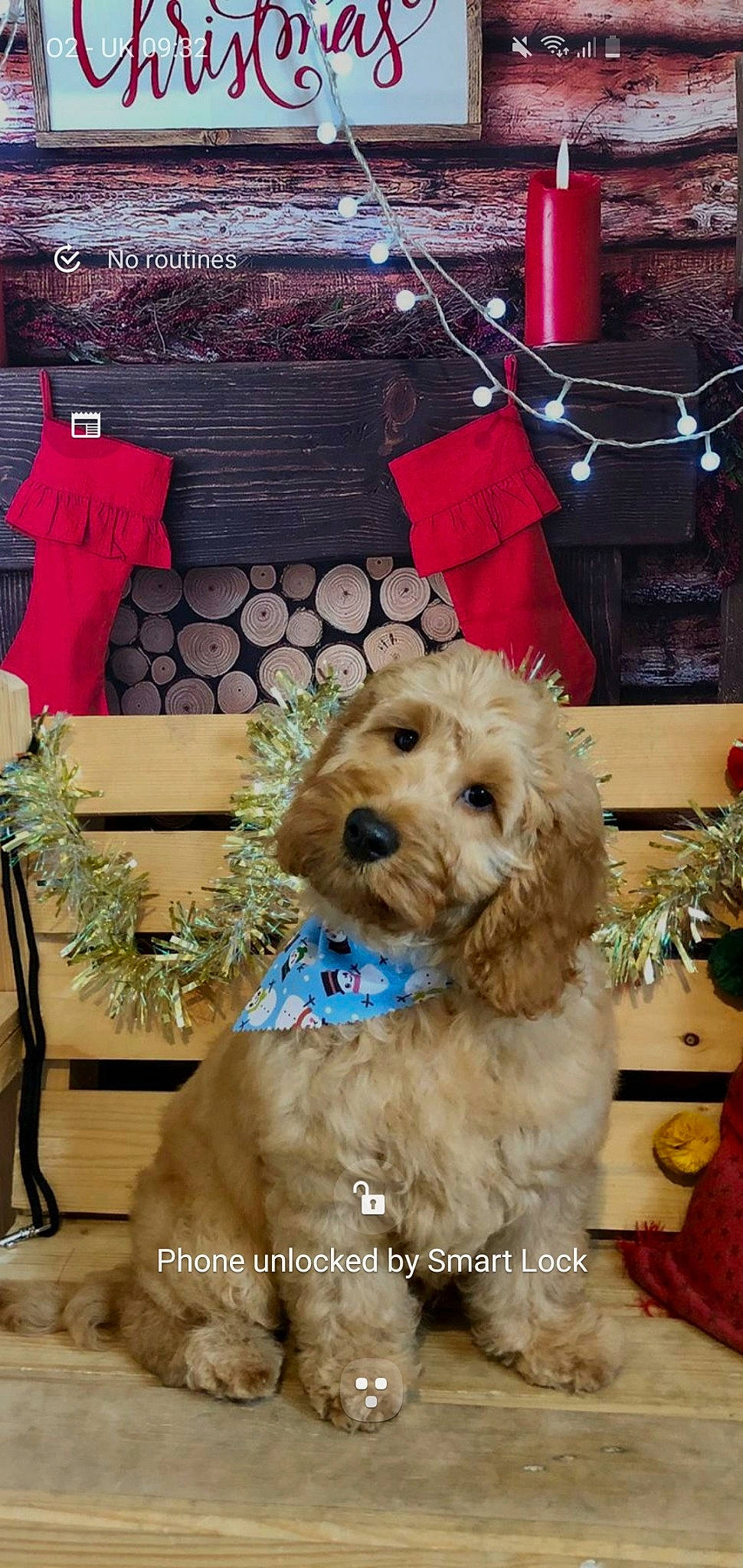 Kipo joined the competition — help win amazing prizes! canidae, carnivore, christmas, christmas_decoration, christmas_ornament, collar, companion_dog, dog, dog_breed, dog_collar, dog_supply, fur, goldendoodle, holiday, interior_design, pet_supply, sporting_group, toy_dog, water_dog, working_animal