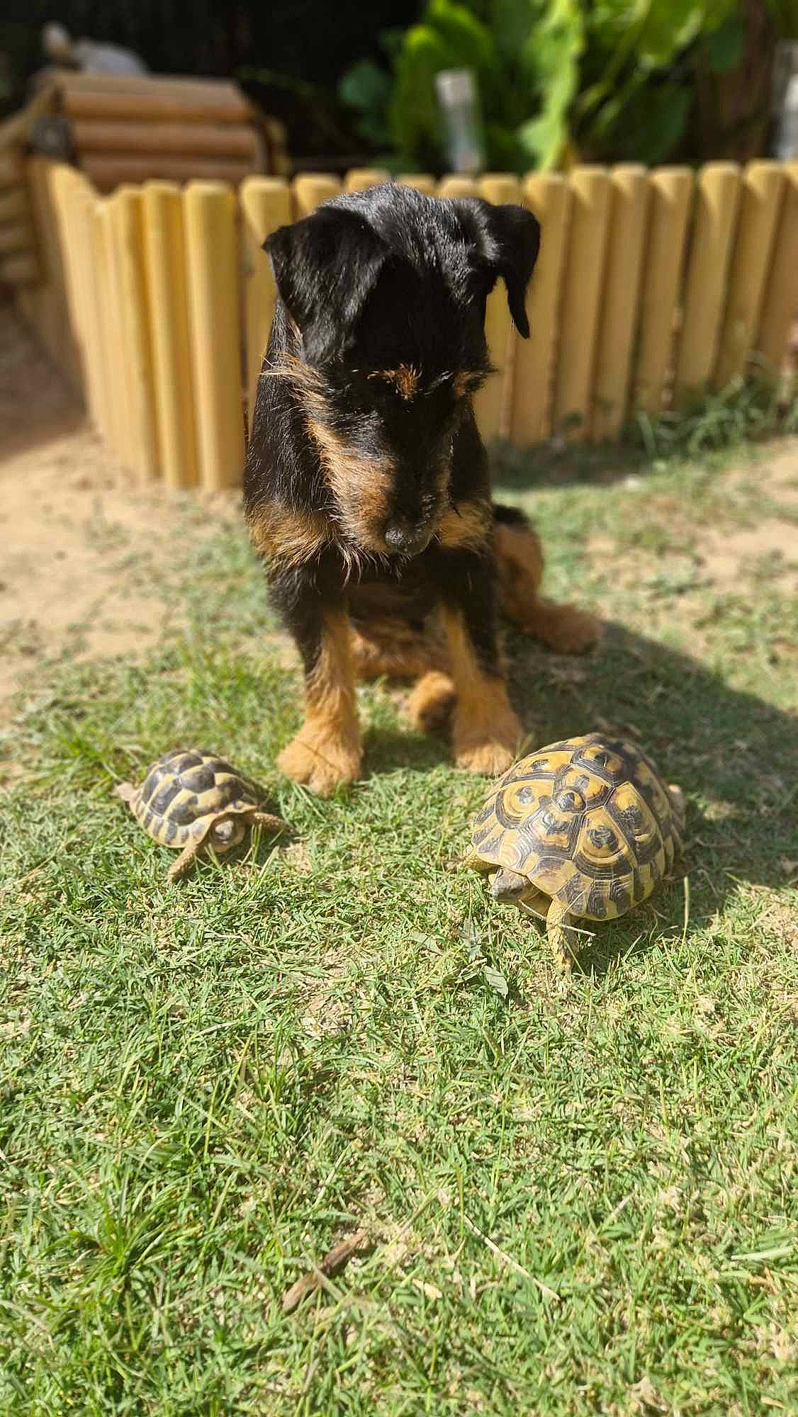 Myrthe a rejoint le concours — aidez-le/la à gagner de superbes lots ! carnivore, companion_dog, dog, dog_breed, fawn, fur, grass, heat, mammal, outdoor_furniture, plant, reptile, snout, soil, tail, terrestrial_animal, vertebrate, wildlife, wood, working_dog