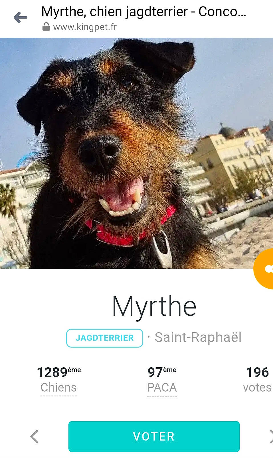 Myrthe participe au concours pour gagner de l'argent avec cette photo : advertising, building, canidae, carnivore, collar, companion_dog, dog, dog_breed, dog_collar, font, fur, happy, liver, photo_caption, screenshot, sky, sporting_group, terrestrial_animal, travel, working_animal