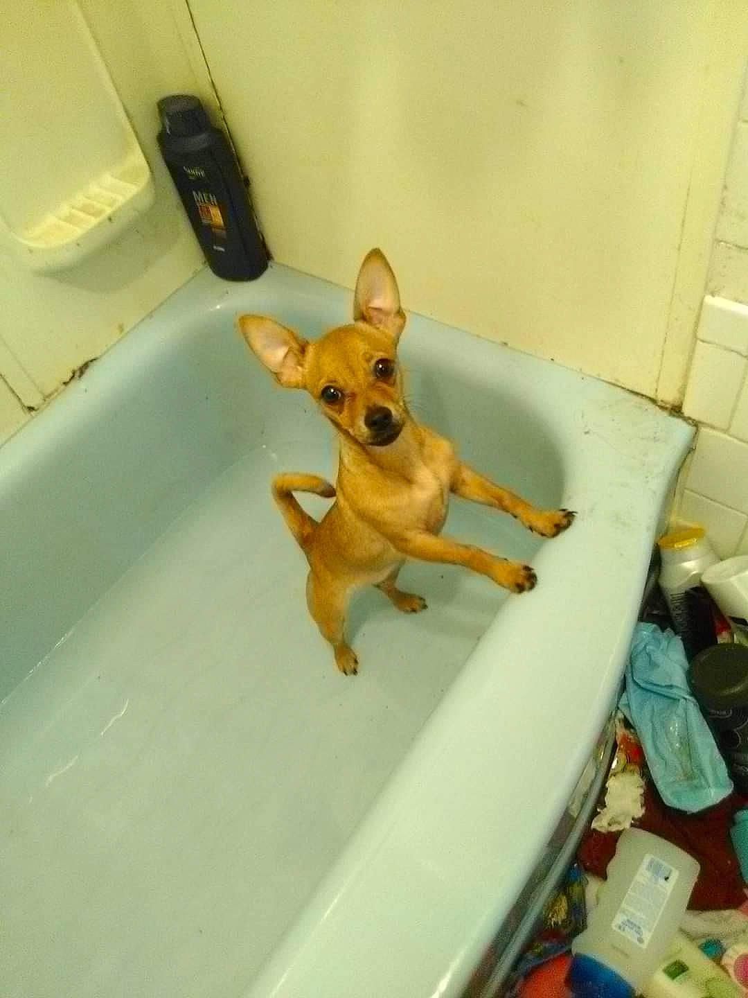 Luna is registered to the contest to win money with this photo: canidae, carnivore, chihuahua, dog, dog_breed, fawn, german_pinscher, miniature_pinscher, prazsky_krysarik, russkiy_toy, snout, toy_dog