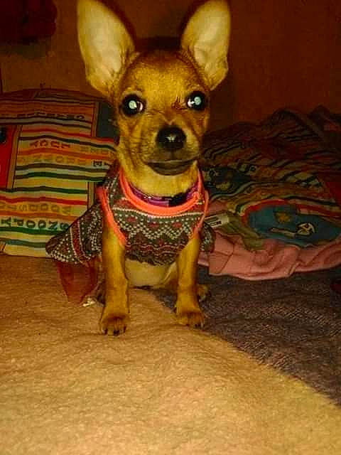 Luna joined the competition — help win amazing prizes! canidae, carnivore, chihuahua, companion_dog, dog, dog_breed, dog_clothes, english_toy_terrier, fawn, mammal, miniature_fox_terrier, miniature_pinscher, non_sporting_group, pinscher, prazsky_krysarik, puppy, russkiy_toy, snout, toy_dog, vertebrate