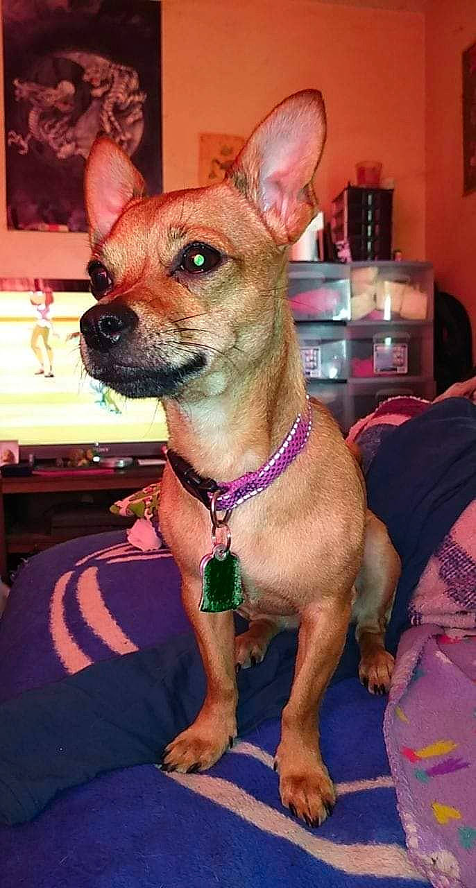 Luna joined the competition — help win amazing prizes! ancient_dog_breeds, canidae, carnivore, chihuahua, companion_dog, dog, dog_breed, fawn, mammal, prazsky_krysarik, rare_breed_dog, russkiy_toy, snout, toy_dog, vertebrate