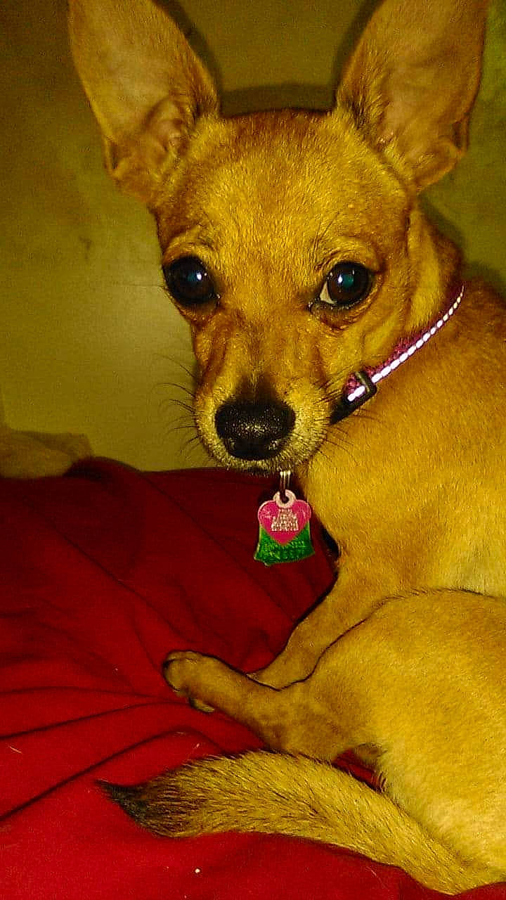 Luna joined the competition — help win amazing prizes! canidae, carnivore, chihuahua, companion_dog, corgi_chihuahua, dog, dog_breed, ear, fawn, feist, mammal, miniature_pinscher, pinscher, puppy, russkiy_toy, snout, toy_dog, vertebrate, whiskers