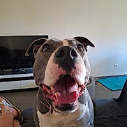 Tania a rejoint le concours — aidez-le/la à gagner de superbes lots ! dog, pet, indoor, couch, television, floor, mat, happy, smiling, canine, collar, animal, close_up, living_room, human_leg, tongue, ears, mouth_open, brown_eyes, domestic_animal