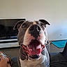 dog, pet, indoor, couch, television, floor, mat, happy, smiling, canine, collar, animal, close_up, living_room, human_leg, tongue, ears, mouth_open, brown_eyes, domestic_animal