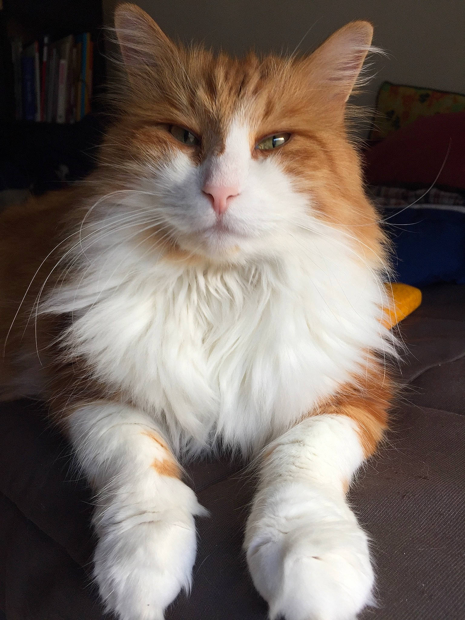 Graffiti participe au concours pour gagner de l'argent avec cette photo : british_longhair, carnivore, cat, claw, companion_dog, eye, fawn, felidae, fur, hair, head, iris, paw, sitting, small_to_medium_sized_cats, snout, tail, terrestrial_animal, whiskers