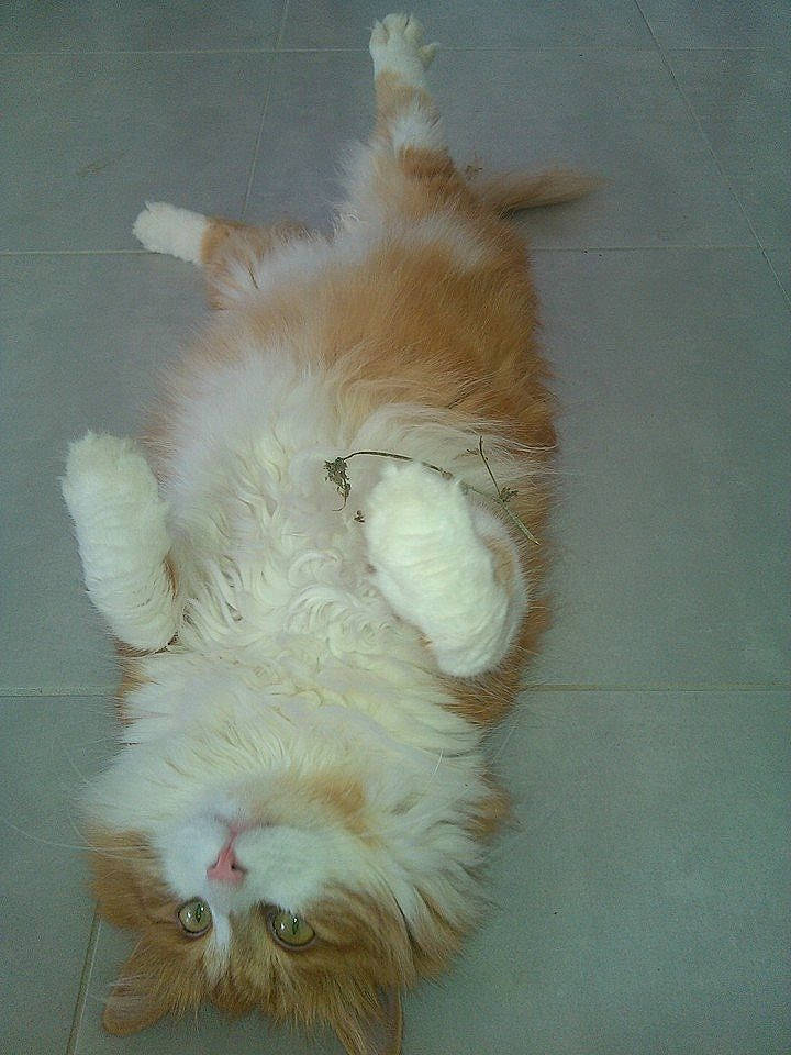 Graffiti participe au concours pour gagner de l'argent avec cette photo : canidae, carnivore, cat, claw, companion_dog, dog_breed, fang, fawn, felidae, foot, fur, leg, mammal, paw, small_to_medium_sized_cats, snout, sporting_group, tail, vertebrate, whiskers