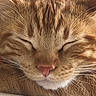 Theodore is registered to the contest to win money with this photo: cat, ginger_cat, tabby, sleeping, close_up, whiskers, fur, pet, animal, resting, cute, face, nose, ears, feline, domestic_cat, peaceful, soft_texture, relaxation, indoors