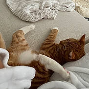 Theodore is registered to the contest to win money with this photo: cat, ginger_cat, white_paw, couch, blanket, knit_blanket, cozy, indoor, furniture, relaxing, pet, tabby_cat, fur, paw, soft_texture, home, resting, living_room, comfort, sleepy