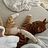 cat, ginger_cat, white_paw, couch, blanket, knit_blanket, cozy, indoor, furniture, relaxing, pet, tabby_cat, fur, paw, soft_texture, home, resting, living_room, comfort, sleepy