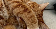 Theodore is registered to the contest to win money with this photo: cat, ginger_cat, sleeping, paw, couch, feline, pet, resting, cozy, fur, tabby, whiskers, indoor, cute, relaxing, animal, nap, domestic_cat, close_up, soft