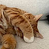 cat, ginger_cat, sleeping, paw, couch, feline, pet, resting, cozy, fur, tabby, whiskers, indoor, cute, relaxing, animal, nap, domestic_cat, close_up, soft