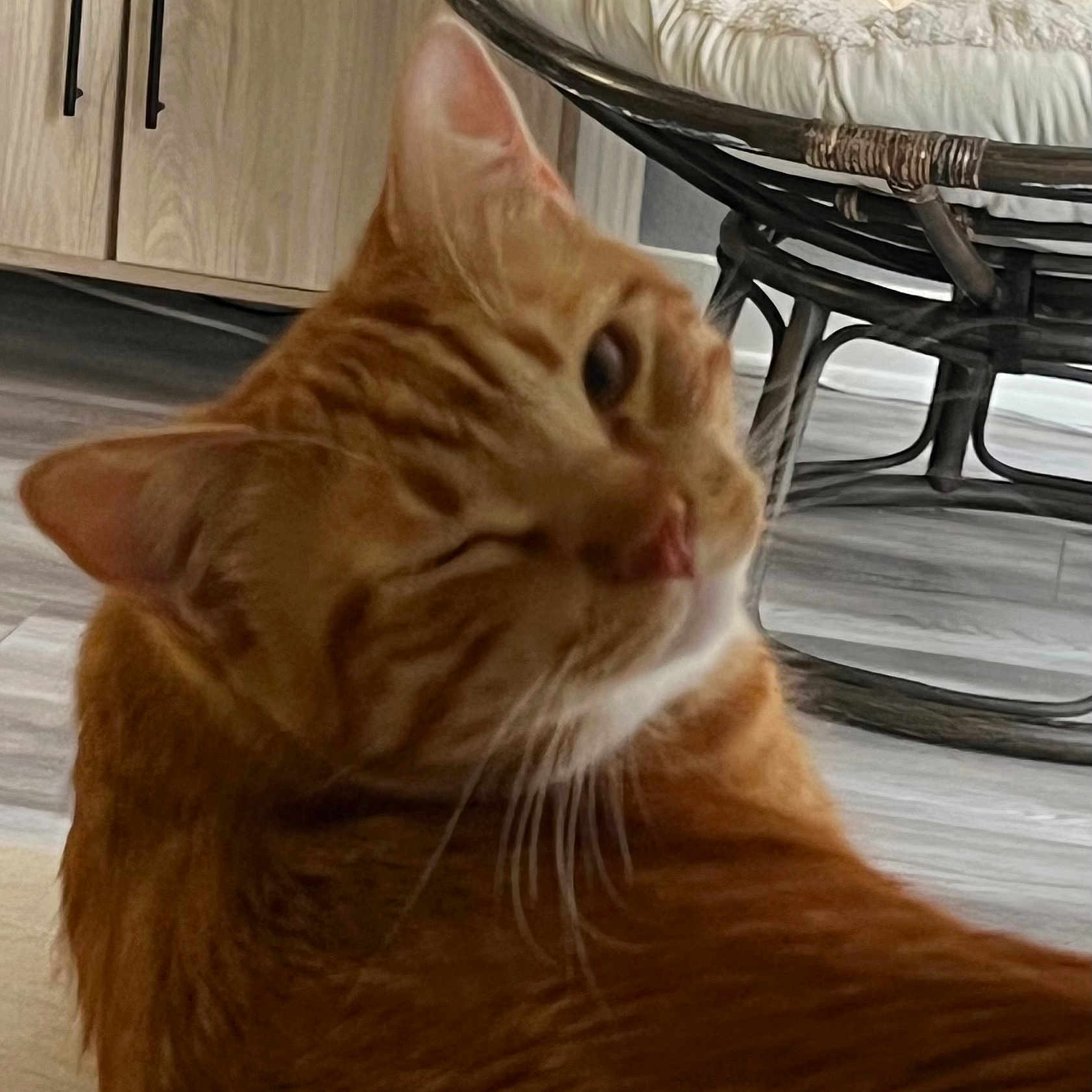 Theodore joined the competition — help win amazing prizes! cat, orange_tabby, pet, animal, indoor, wooden_cabinet, chair, cushion, floor, winking, feline, playful, domestic, fur, whiskers, head, closeup, home, cozy, relaxed