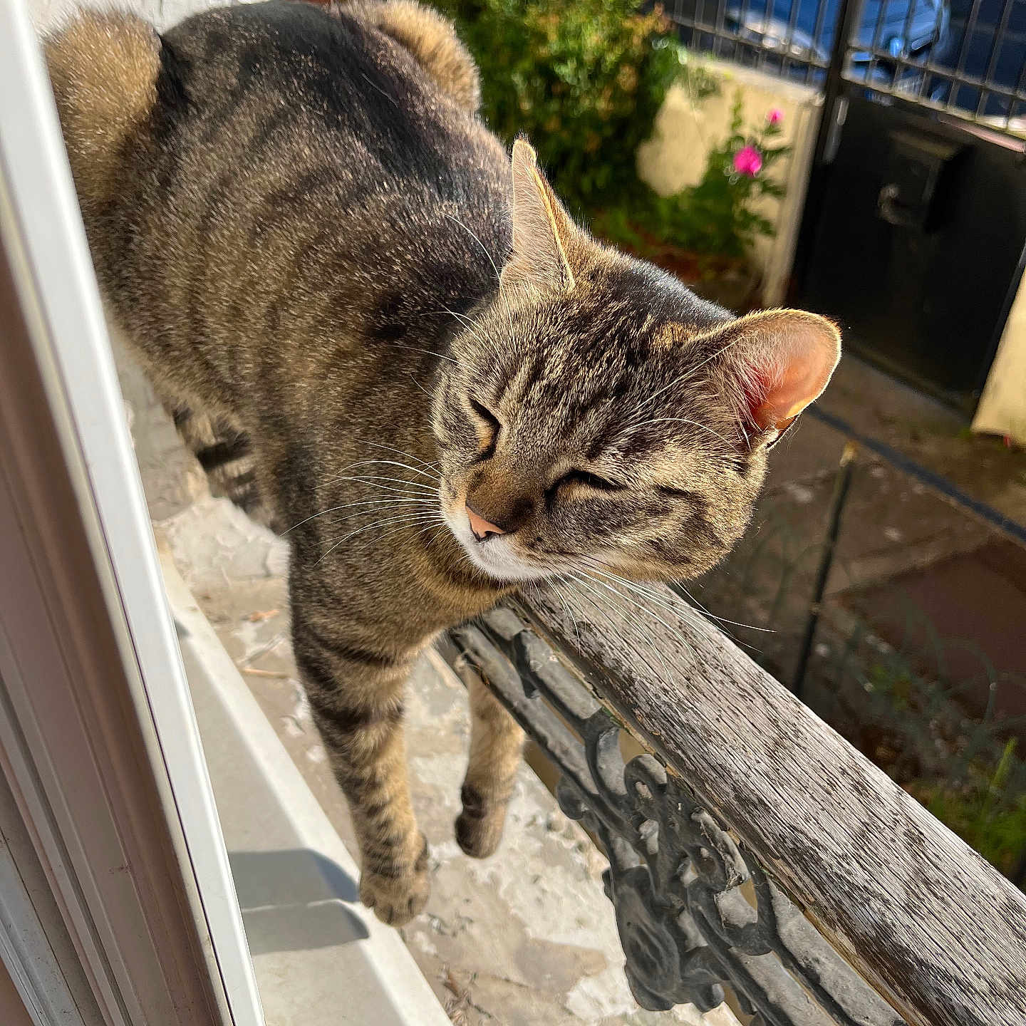 Moony a rejoint le concours — aidez-le/la à gagner de superbes lots ! animal, cat, closeup, content, daylight, ears, feline, garden, metal_fence, nature, outdoor, peaceful, pet, relaxed, stone_floor, sunlight, tabby, whiskers, windowsill, wooden_railing