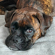 Umaya participe au concours pour gagner de l'argent avec cette photo : dog, brindle, pet, canine, resting, close_up, face, ears, blanket, fur, animal, cute, indoor, expression, muzzle, eyes, portrait, soft, tired, laying_down