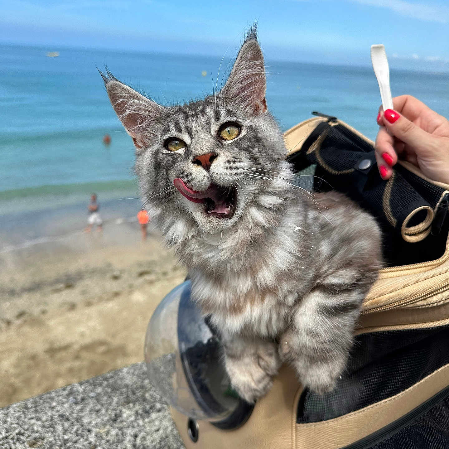 Zarco a rejoint le concours — aidez-le/la à gagner de superbes lots ! animal, beach, bodypart, cat, coast, face, finger, hand, head, kitten, nature, outdoors, person, pet, photography, portrait, rock, sea, shoreline, water