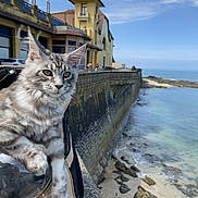 Zarco a rejoint le concours — aidez-le/la à gagner de superbes lots ! animal, architecture, building, car, castle, cat, clocktower, fortress, kitten, nature, outdoors, person, pet, sea, spire, tower, transportation, vehicle, water, waterfront