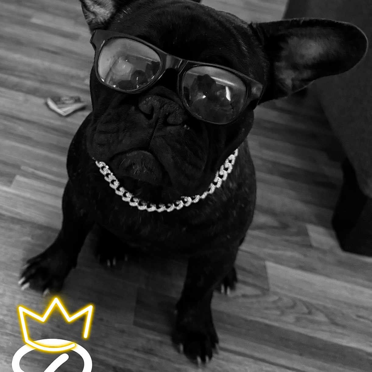 Prince is registered to the contest to win money with this photo: accessories, animal, bulldog, canine, dog, face, frenchbulldog, glasses, goggles, hardwood, head, indoors, interiordesign, person, pet, pug, puppy, sphere, sunglasses, wood