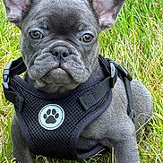 Django is registered to the contest to win money with this photo: dog, puppy, french_bulldog, black_harness, grass, outdoor, pet, animal, canine, ears, eyes, nose, face, fur, young, sitting, nature, cute, alert, portrait