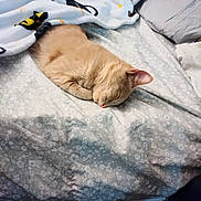 Peaches joined the competition — help win amazing prizes! cat, sleeping, bed, blanket, feline, cozy, indoor, resting, ginger_cat, pet, fluffy, cute, animal, domestic_cat, soft, comfort, nap, covered, quiet, peaceful