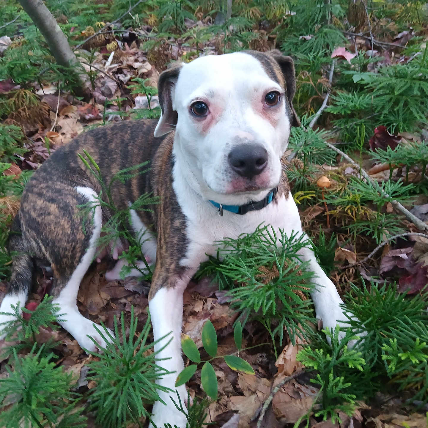 Delilah is registered to the contest to win money with this photo: dog, puppy, brindle, white_fur, sitting, outdoors, forest, woodland, evergreen, foliage, leaves, nature, pet, collar, portrait, close_up, looking_at_camera, brown, black, ground