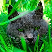Mimine a rejoint le concours — aidez-le/la à gagner de superbes lots ! cat, gray_cat, green_eyes, grass, nature, close_up, animal, outdoor, feline, whiskers, ears, face, camouflage, predator, intense, muzzle, pet, wildlife, greenery, focus