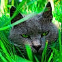 cat, gray_cat, green_eyes, grass, nature, close_up, animal, outdoor, feline, whiskers, ears, face, camouflage, predator, intense, muzzle, pet, wildlife, greenery, focus