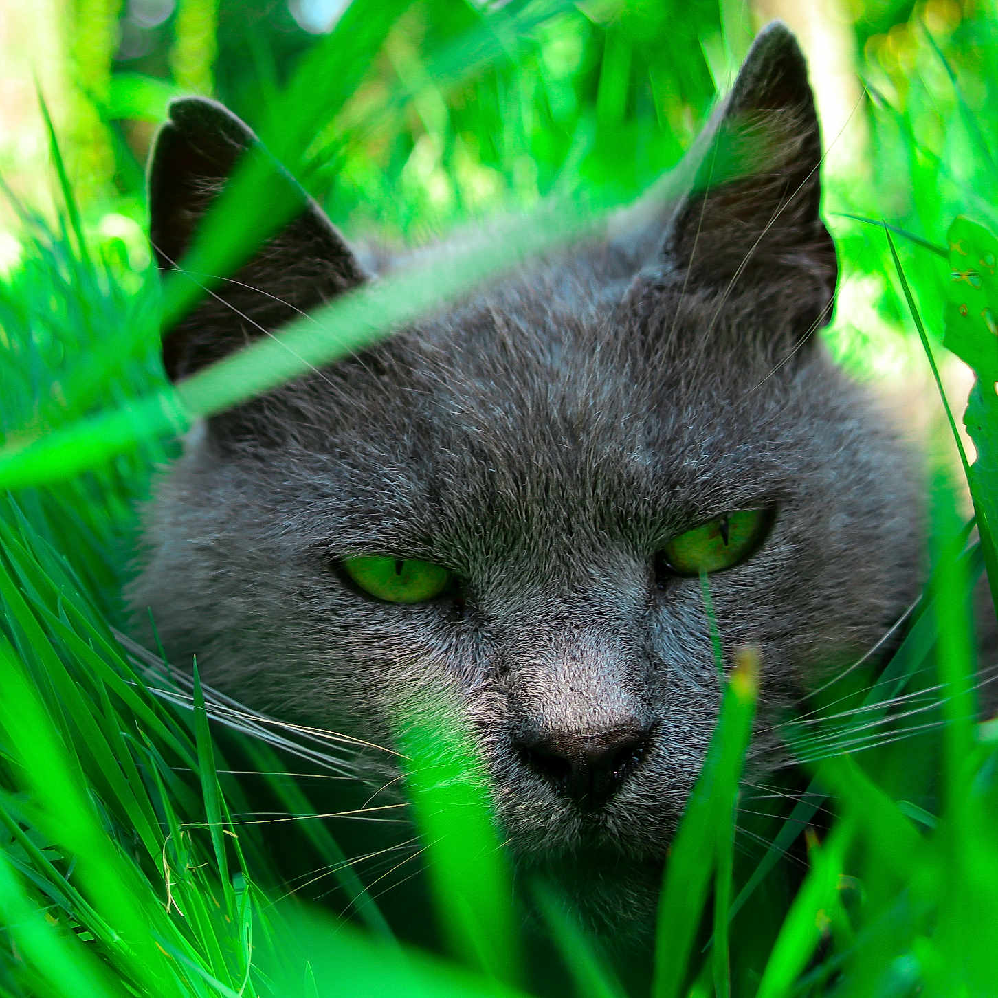 Mimine a rejoint le concours — aidez-le/la à gagner de superbes lots ! animal, camouflage, cat, close_up, ears, face, feline, focus, grass, gray_cat, green_eyes, greenery, intense, muzzle, nature, outdoor, pet, predator, whiskers, wildlife