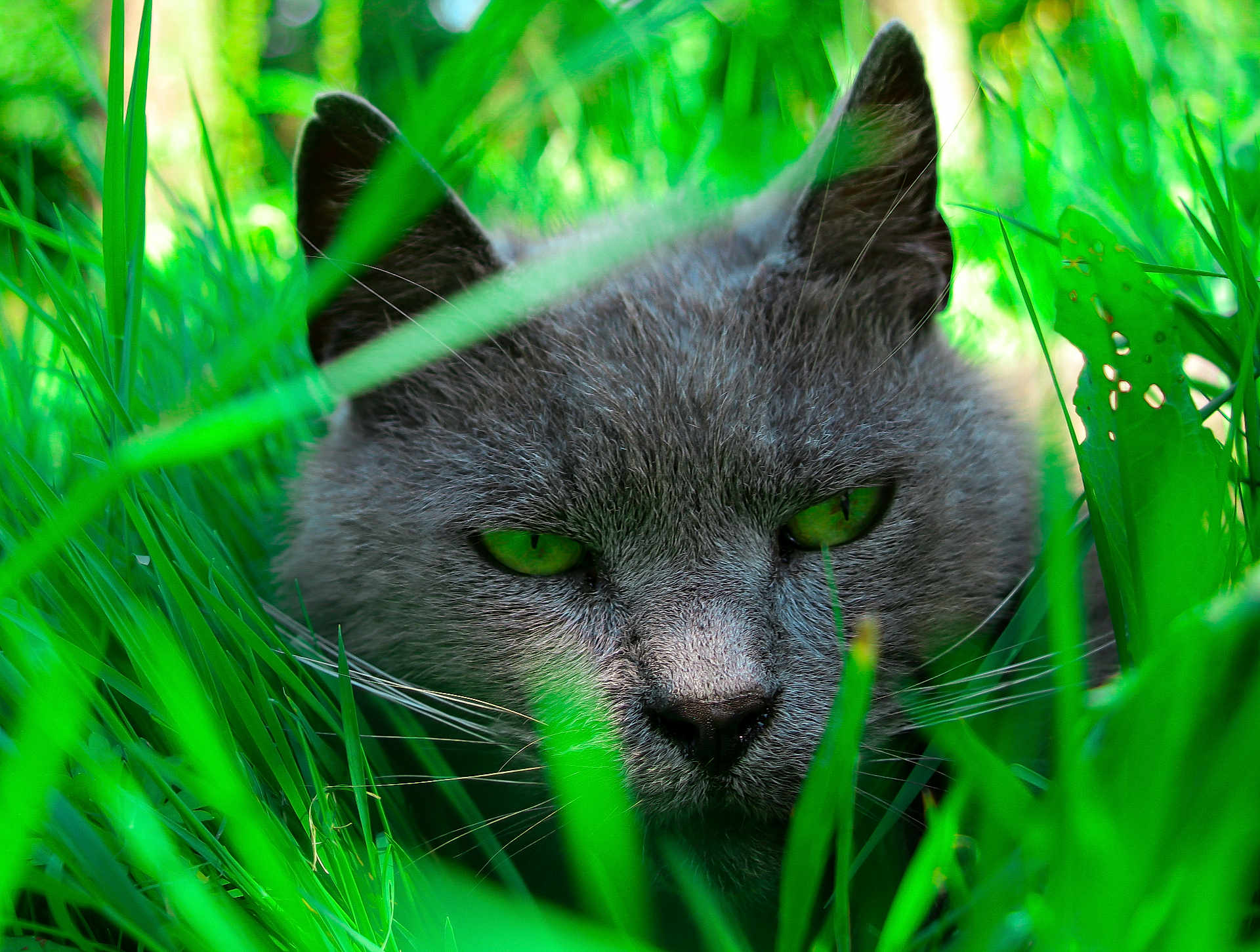Mimine a rejoint le concours — aidez-le/la à gagner de superbes lots ! cat, gray_cat, green_eyes, grass, nature, close_up, animal, outdoor, feline, whiskers, ears, face, camouflage, predator, intense, muzzle, pet, wildlife, greenery, focus