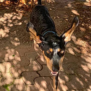 Huck is registered to the contest to win money with this photo: alert, animal, bark, black_and_tan, canine, collar, daylight, dog, ears, fur, ground, motion, nature, outdoor, path, pet, playful, shadow, sunlight, tree