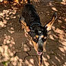 alert, animal, bark, black_and_tan, canine, collar, daylight, dog, ears, fur, ground, motion, nature, outdoor, path, pet, playful, shadow, sunlight, tree